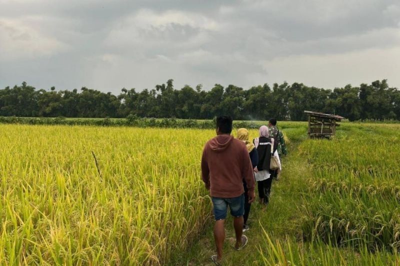 Bulog Kediri Lampaui Target Serapan Gabah Petani!