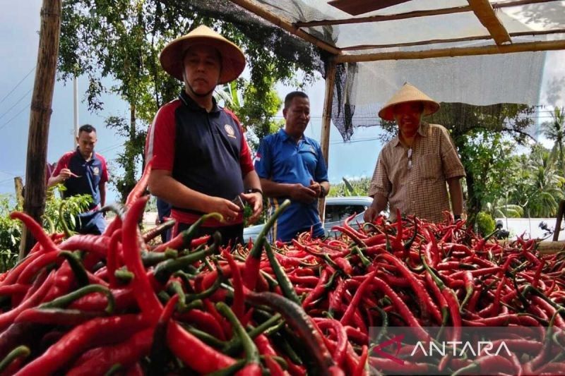 Bakamla Sukses Panen Cabai di Minahasa, Dukung Ketahanan Pangan Nasional