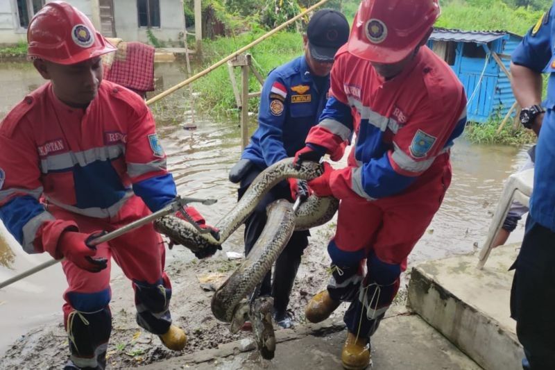 Evakuasi Ular Piton 4 Meter di Area Banjir Kota Jambi