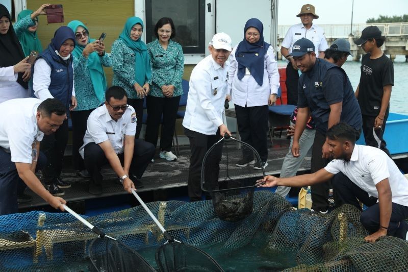 Pulau Seribu Panen 700 Ekor Ikan Kerapu, Jamin Ketahanan Pangan Jelang Lebaran 2025