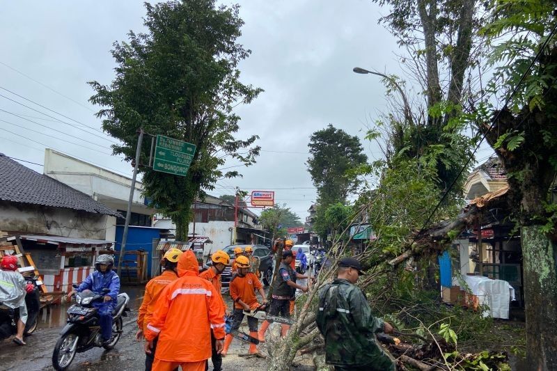 Puluhan Pohon Tumbang di Bondowoso Akibat Angin Kencang