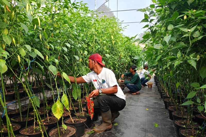 Pemprov DKI Jakarta Kembangkan Budidaya Pangan di Taman Kota: Sulap Jalur Hijau Jadi Kebun Produktif