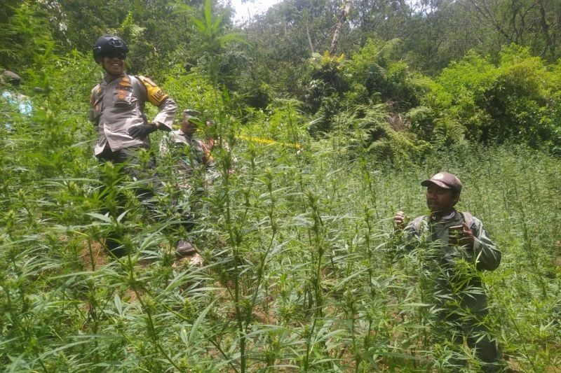 Kemenhut Bantah Pembatasan Drone Terkait Temuan Ladang Ganja di TNBTS