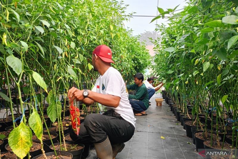 Jaktim Ajak Pelaku Tawuran Kembangkan Pertanian Perkotaan