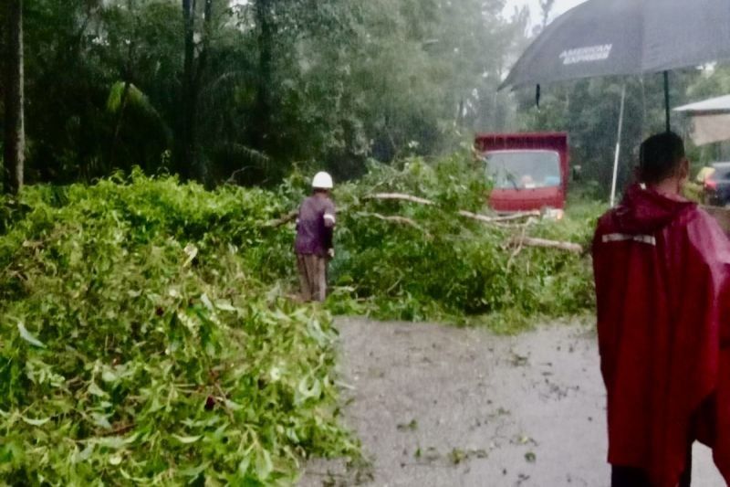 Pohon Tumbang Akibat Angin Kencang di Batam, Pemkot Gerak Cepat Tangani