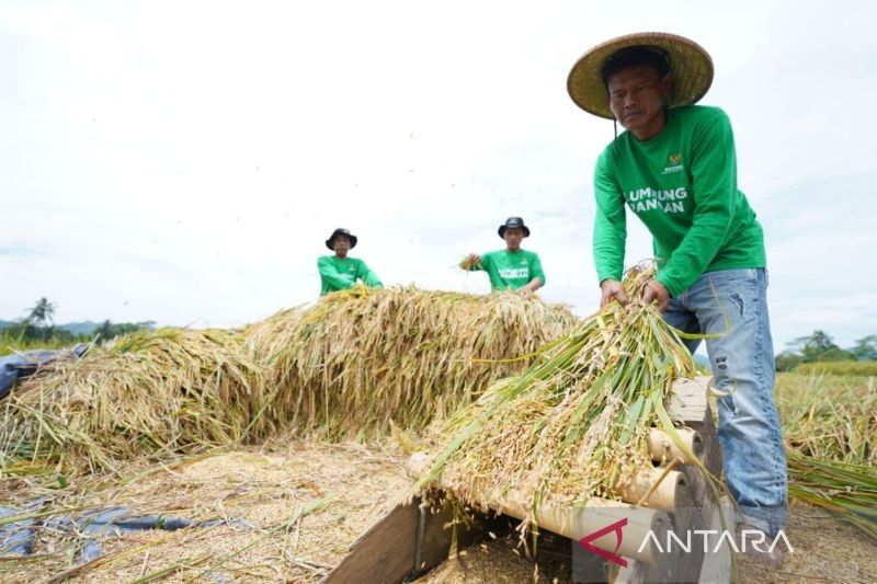 Baznas Sukabumi Siapkan 133,7 Ton Beras Zakat, Berdayakan Petani Binaan