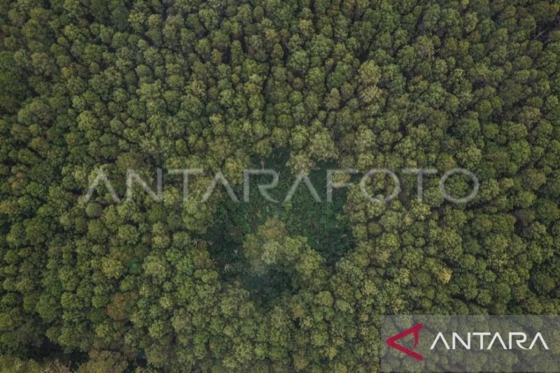 Luas Hutan Indonesia 2024: 95,5 Juta Hektare, Deforestasi Netto Naik Sedikit