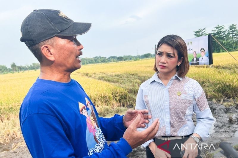 HPP Gabah Rp6.500/kg: Presiden Prabowo Sejahterakan Petani?