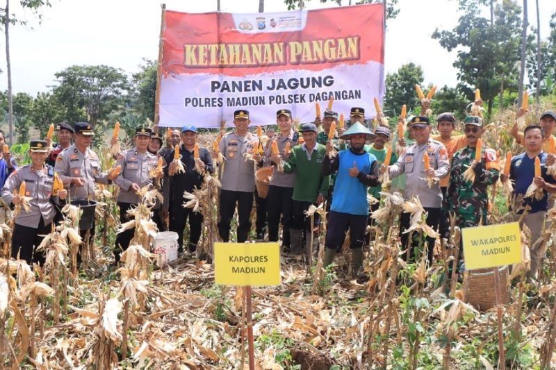 Polres Madiun Panen Jagung: Wujud Sinergi Ketahanan Pangan Nasional