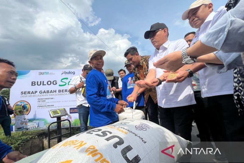 Bulog Minta Petani Jaga Kualitas Gabah untuk Efisiensi Pengolahan