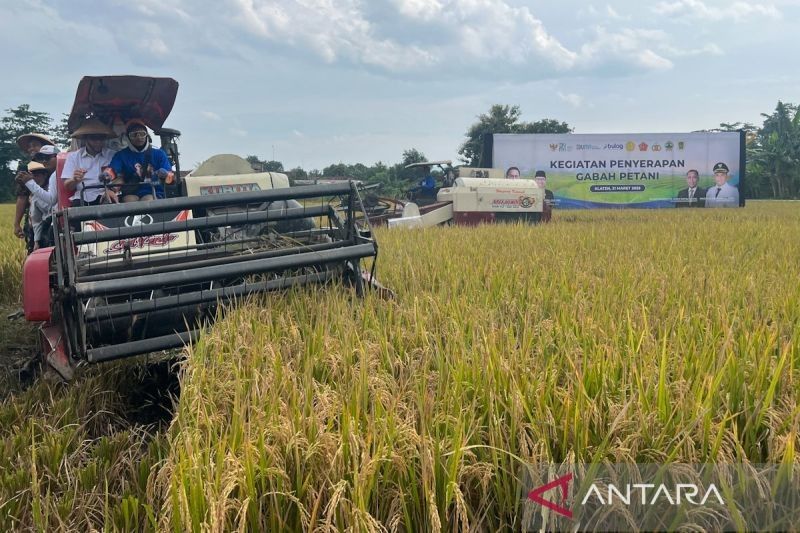 Bapanas Ajak Pemda Awasi Kualitas Gabah Serap Bulog, Jaga Stabilitas Stok Pangan