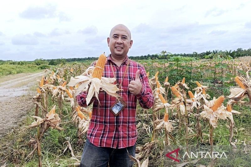 Bulog Kotim Optimalkan Penyerapan Jagung, Pastikan Petani Tak Dirugikan
