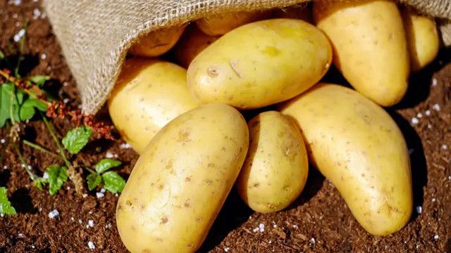 Rahasia Kentang Goreng Renyah dan Tahan Lama, Tips dan Trik Sukses