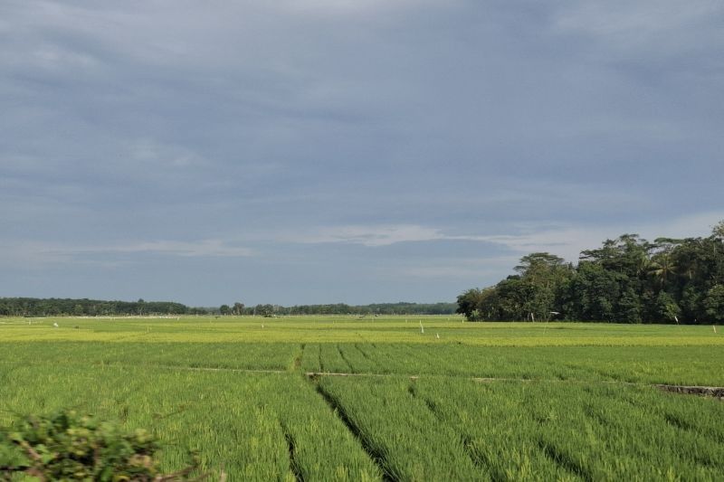 Bulog Lampung Tetap Serap Gabah Petani Terdampak Cuaca Buruk