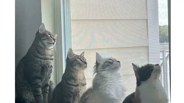 7 Potret Kucing dengan Pose Super Gemas, Bikin Senyum Sendiri