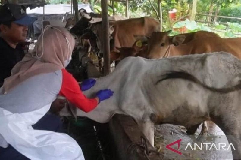 Babel Intensifkan Vaksinasi PMK Jelang Idul Adha 2025
