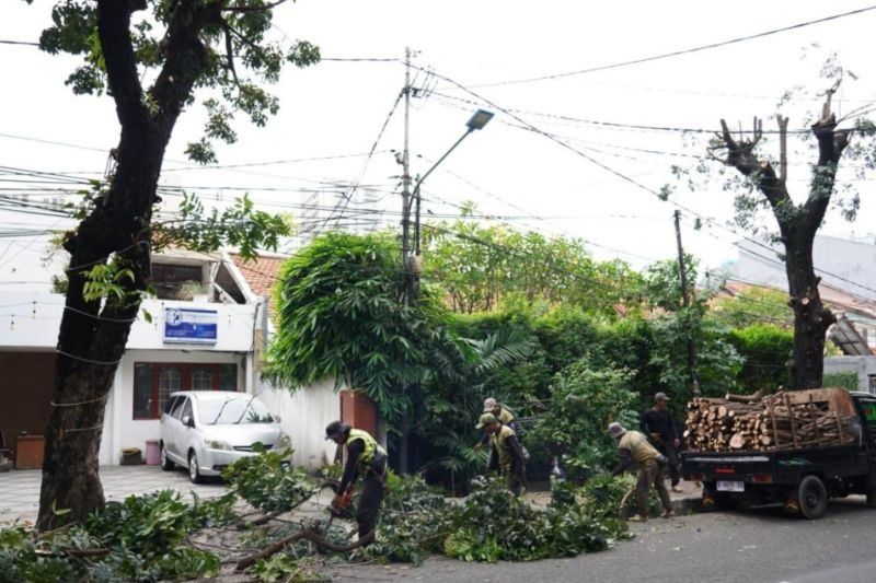 Cegah Pohon Tumbang, Sudin Tamhut Jaksel Pangkas 3.653 Pohon