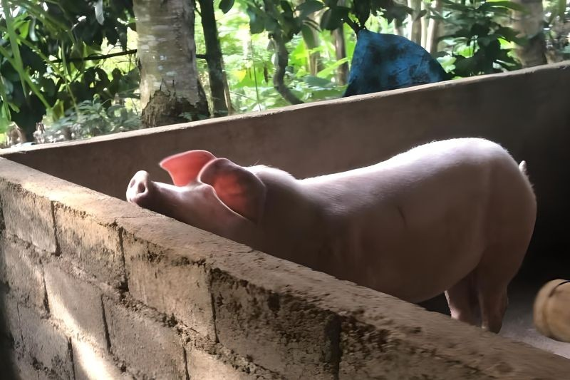 GUPBI Usul Manfaatkan Babi Tekan Sampah di Bali: Solusi Unik atau Tantangan Baru?