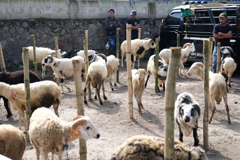 Pemkab Garut Aktifkan Kembali Pasar Hewan Limbangan, Dorong Perekonomian Peternak