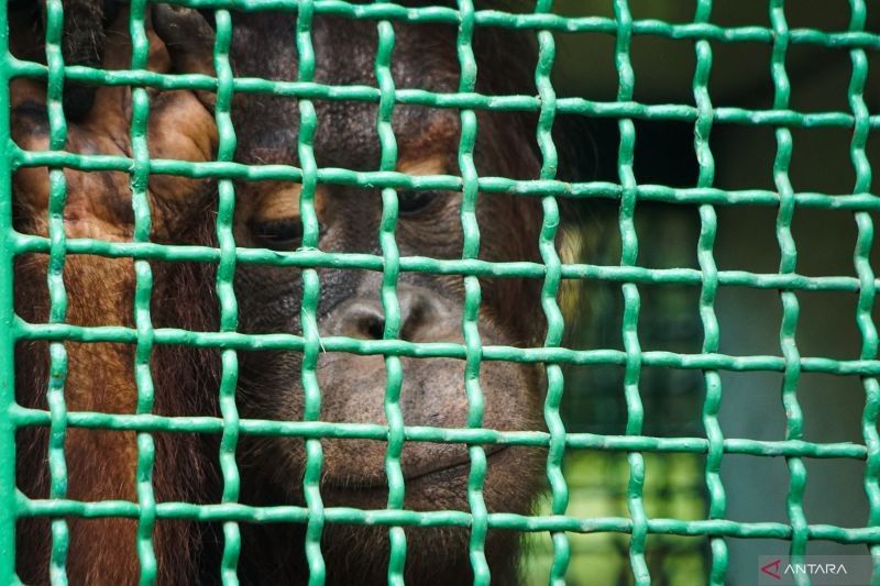 Enam Orang Utan Dilepasliarkan di Hutan Kehje Sewen, Simbol Kolaborasi Konservasi