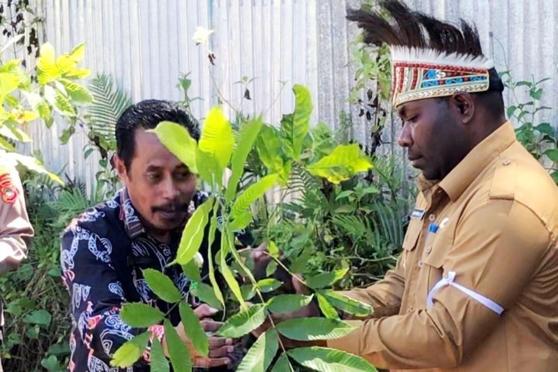 Kemenag Kaimana Tanam Ratusan Pohon Matoa Rayakan Hari Bumi 2025