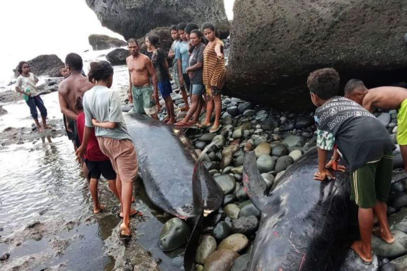 Lima Mamalia Laut Terdampar di NTT Selama Empat Bulan Pertama 2025