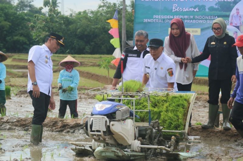 Target Produksi Gabah Lampung 3,5 Juta Ton di 2025: Tantangan dan Solusi