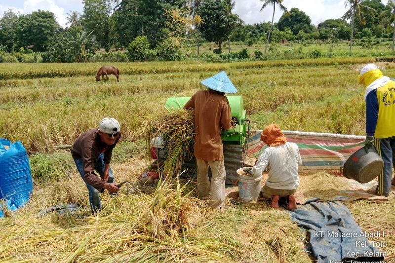 Sulawesi Selatan Lampaui Target Serapan Gabah, Gubernur Sampaikan Apresiasi