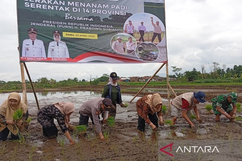 Banyumas Dukung Swasembada Pangan: Gerakan Tanam Padi Serentak dan Tantangan Petani Milenial