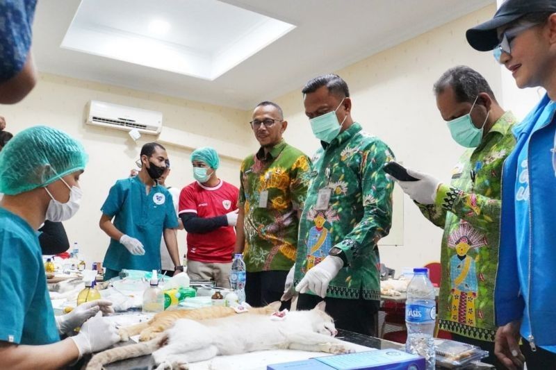 Pemkot Jaksel Sterilkan 150 Ekor Kucing Liar, Program Kontrol Populasi Hewan Dimulai