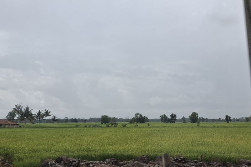 Lampung Bidik Produksi Padi 3,5 Juta Ton GKG di 2025: Siap Dongkrak Ketahanan Pangan Nasional?