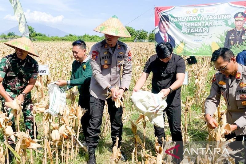 Situbondo Sukses Tanam 10.000 Hektare Jagung, Target 61.954 Hektare di 2025
