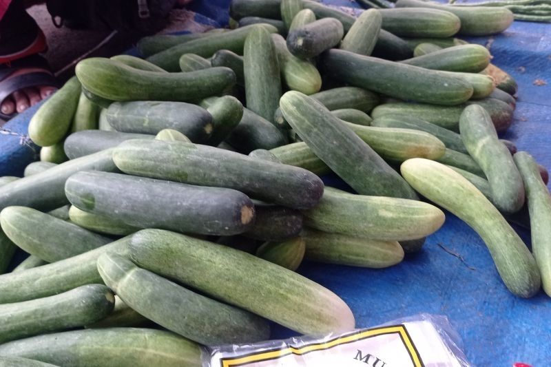 Petani Lebak Diminta Kembangkan Tanaman Sayuran Dataran Rendah untuk Dongkrak Ekonomi
