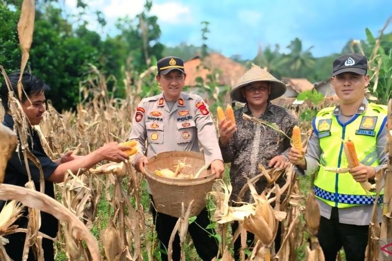 Polres OKU Panen Raya 4,5 Ton Jagung, Wujud Kehadiran Polri di Tengah Masyarakat