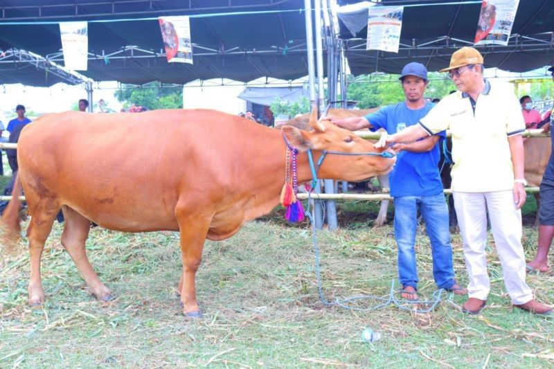 12 Ribu Sapi Dompu Kirim ke Jabodetabek Jelang Idul Adha, Pastikan Stok Daging Aman!
