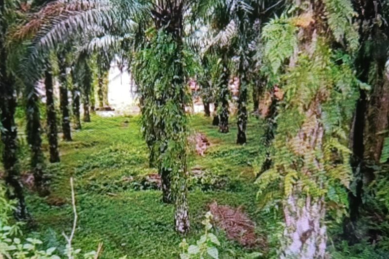 Pemkab Pasaman Barat Dorong Petani Remajakan Kebun Sawit: Target 1.000 Hektare di 2025