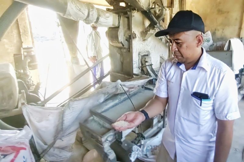 Hujan Lebat Jadi Hambatan Pascapanen, Bulog Kotim Siap Serap Gabah Petani