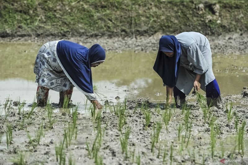 Indonesia Menuju Kemandirian Pangan: Swasembada Beras dan Tantangan ke Depan