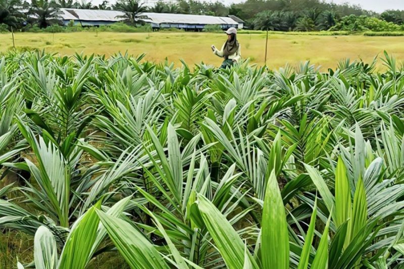 Kalteng Perketat Pengawasan Benih Sawit Unggul, Pastikan Kualitas dan Ketersediaan