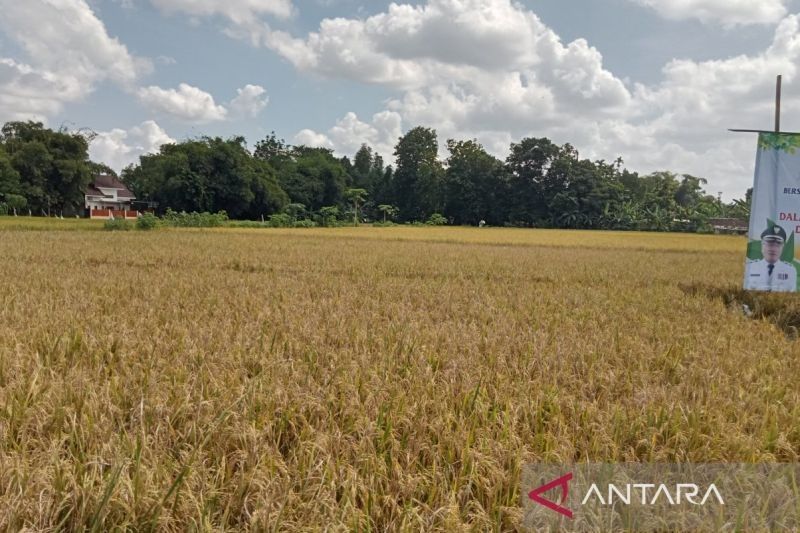 Pertanian Jadi Prioritas Pembangunan Bantul 2025-2030, Bupati Targetkan Tanam Padi 34.546 Hektare