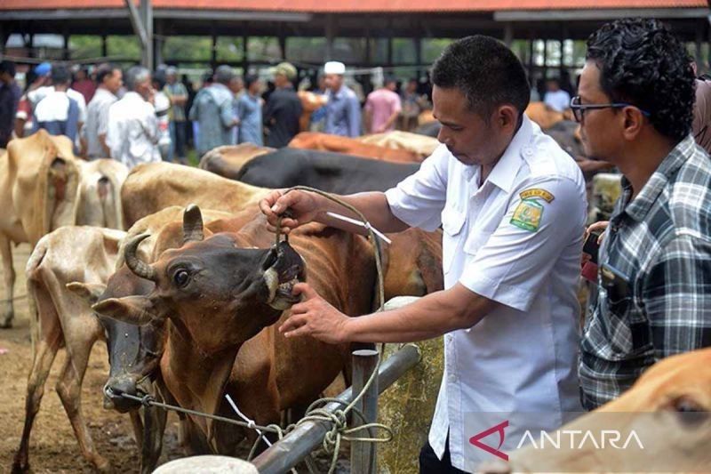 Butuh 2,39 Juta Ton per Tahun! Aceh Kekurangan Pakan Ternak