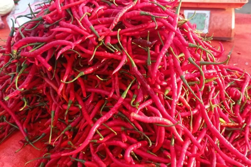 Harga Cabai di Lebak Turun Drastis hingga Rp8.000 per Kg!