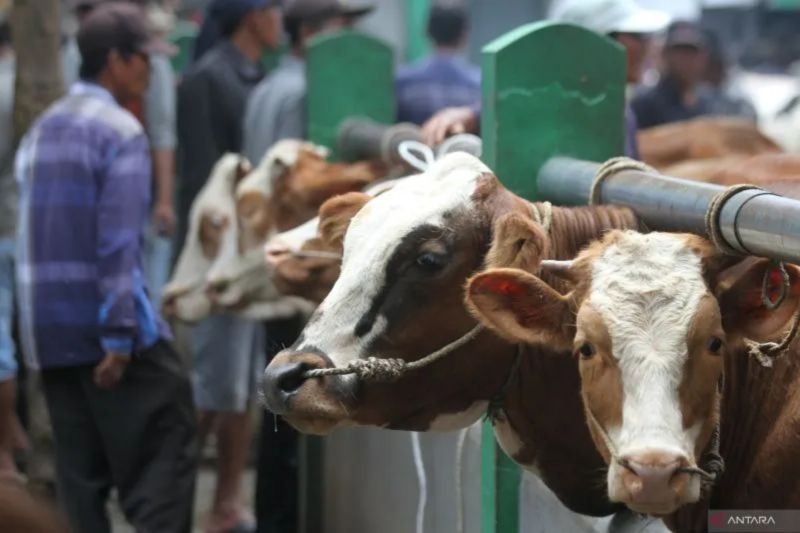 DPKP DIY Jamin Ketersediaan Hewan Kurban Idul Adha 2025, meski 40 Persen dari Luar Daerah