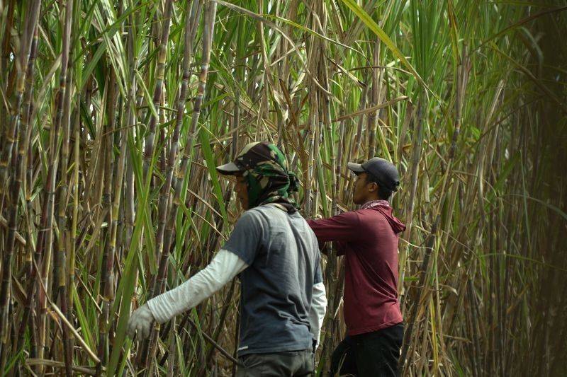 SGN Dukung PG Glenmore Rekrut Karyawan PKWT Demi Swasembada Gula