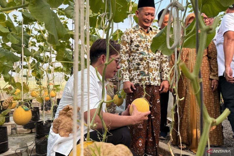 Bupati Lampung Selatan Panen Raya Melon Sultan, Dorong Inovasi Pertanian Berbasis Digital