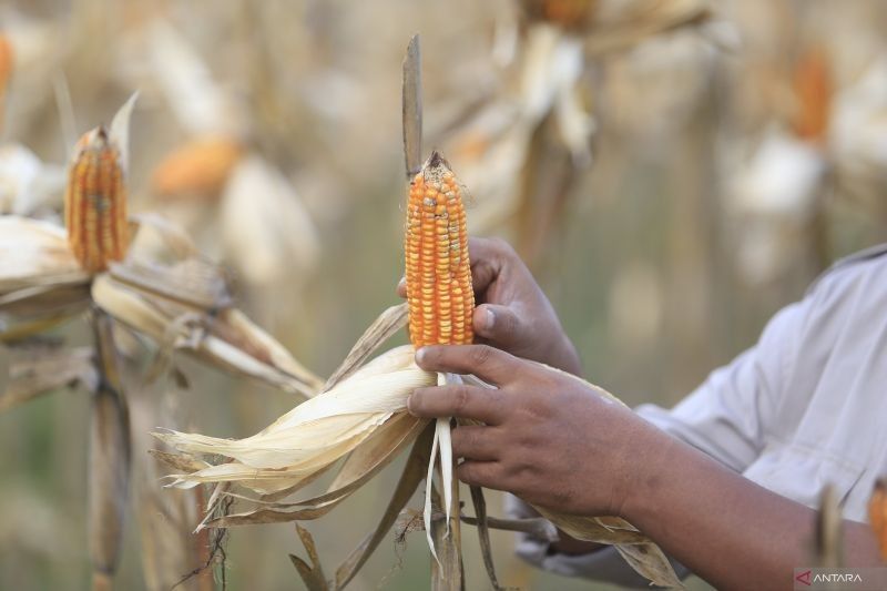 Mentan Minta Gorontalo Siapkan 50 Ribu Ton Jagung untuk Filipina
