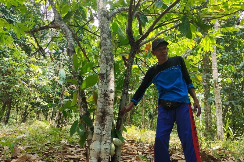 Potensi 1,9 Juta Hektare Perhutanan Sosial untuk Ketahanan Pangan Nasional