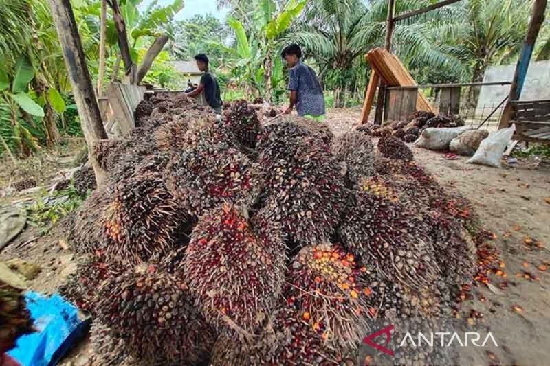 Aceh Butuh Investasi untuk Industri Turunan CPO: Potensi Besar, Ekonomi Terhambat