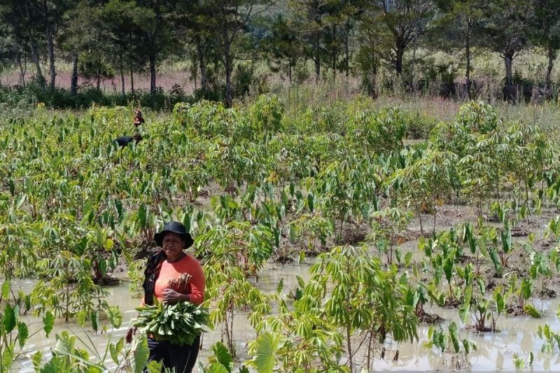 Distan Jayawijaya Tingkatkan Koordinasi Petani Pasca Banjir Bandang, Jaga Stok Sayur di Pasaran