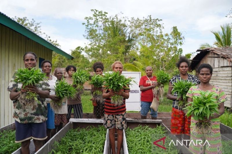 WVI dan Korea Kolaborasi Tingkatkan Ketahanan Pangan di Asmat, Papua Selatan